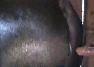 Blowjob bestiality sex