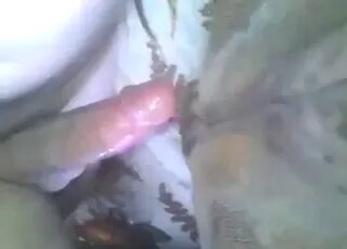 Zoo Sex Lol