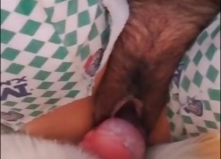 Playful doggy fucked her accurate twat
