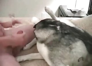 Guy fucks his big grey doggy