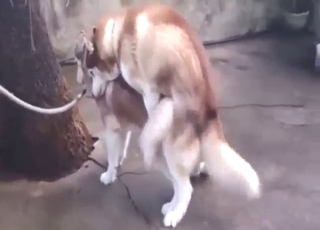 Ambitious animals fucking each other silly