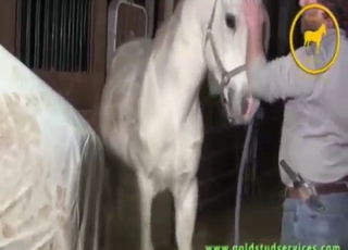 Dude uses something of a fleshlight for horse