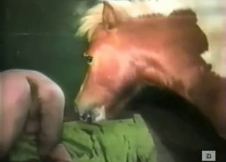 Bestiality porn shows a big horse fucking a guy
