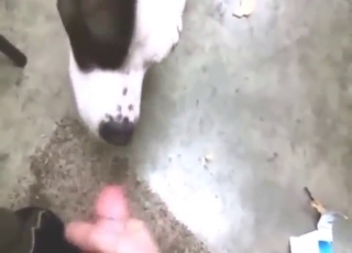 Dog looks happy to get fucked in a POV movie