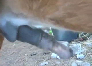 Zoophile porn shows him grabbing horse dick in POV