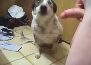 Guy wants to put that penis in the dog's mouth