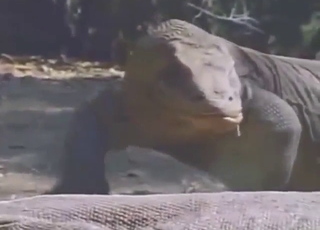 Comodo Dragon fuck movie with twists and turns