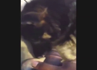 Dude blasts a big load all over the sexy black dog