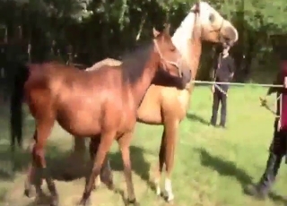 Mare fuck movie with a sexy stallion gaping
