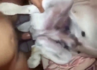 Compete for a chance to fuck that sexy dog