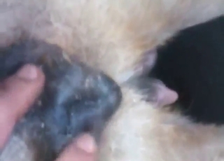 Good-looking animals enjoying hard banging