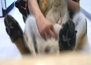 Dog is going to enjoy a nice handjob on cam