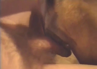 Guy is going to get off with a dog's hot pussy