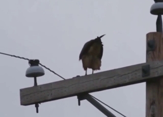 Avian creatures in playful public hawk hardcore