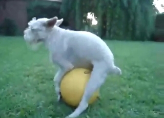 Amusingly fucking that ball to make dog cum