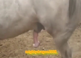 Male horse engages this bottom from the rear