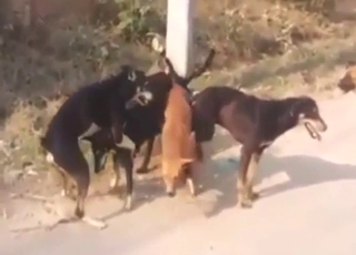 Multiple canines in group-themed zoo video