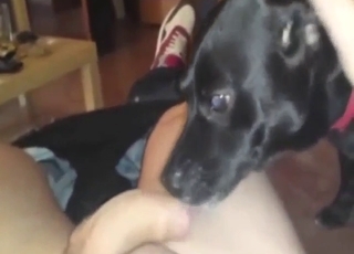 Dark-colored pet attends to a man's hard dick