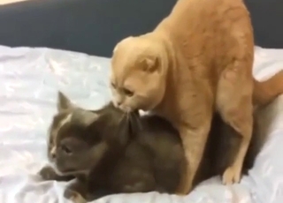 Ginger cat power-fucking the other one on a bed