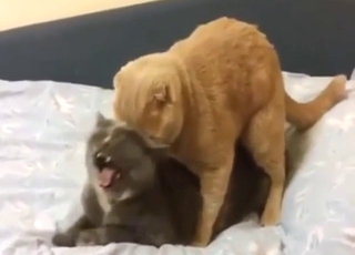 Ginger cat power-fucking the other one on a bed