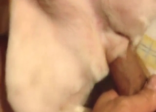 Amateur FPV fuck with a submissive white doggo