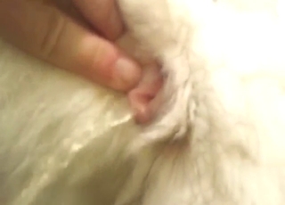 Pissing animal pussy will be treated well