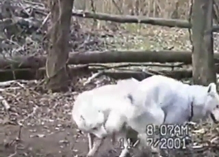 Canine scene with two white dogs fucking