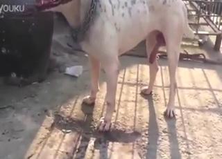 Pet becomes increasingly aroused on camera