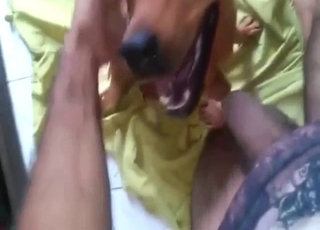 Intensive oral action with a truly eager pet