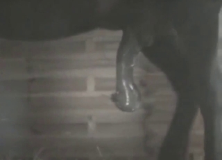 Equine throbber enters a man from behind