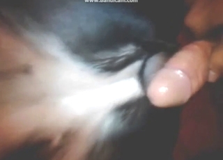 Novice participant figures out how to fuck dogs
