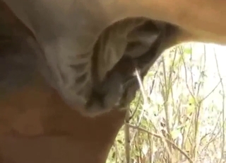 Equine cock getting harder for the camera