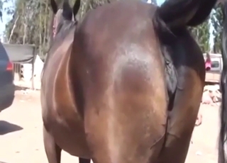 Female horse focus makes this zoo sex vid hot