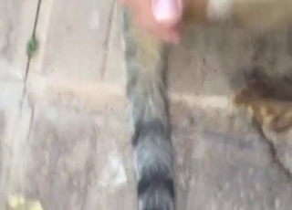 First-person view of a guy who fingers a cat