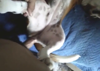 First-person view of pet receiving a hard cock