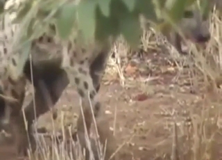 Hyena arousal in voyeuristic animal XXX scene