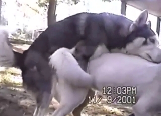Canine duo takes the action outside for you