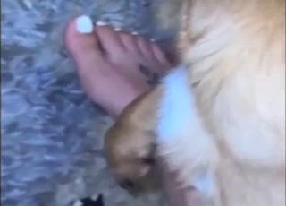 Foot-based teasing in animal porn with FJs