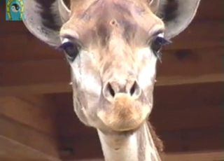 GiraffeтАЩs compact ass is showcased outside