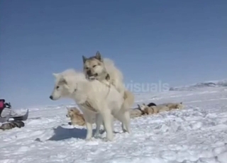 Winter day fucking with two crazy beasts