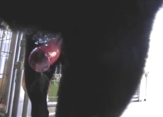 Dark pet wants to showcase its real climax