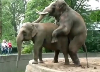 Elephant sex scene with doggystlye action