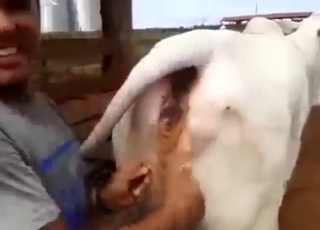 Dudebros playfully enjoying a horse pussy