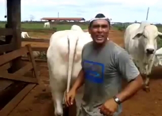Dudebros playfully enjoying a horse pussy