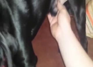 Man receives oral from a fortunate black pet