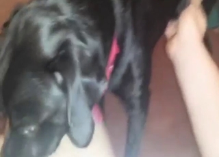 Man receives oral from a fortunate black pet