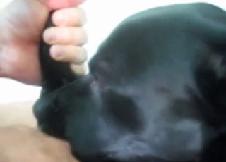 Remarkable rear end entry with a black dog
