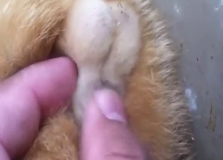 Feline testicular play with moans and teases