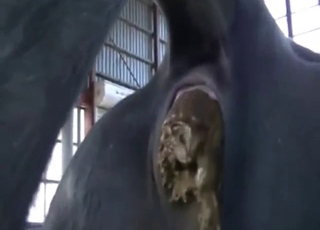 XXX defecation from the bull in extreme close-up