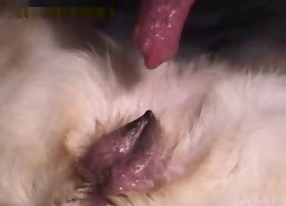 Helping these doggies to fuck properly